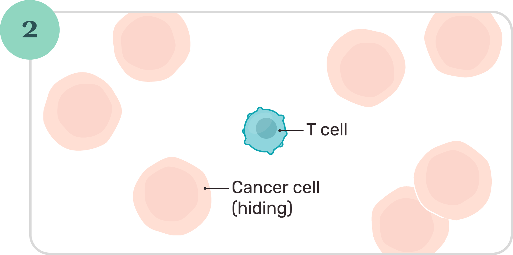 Illustration of T cell unable to see cancer cells.
