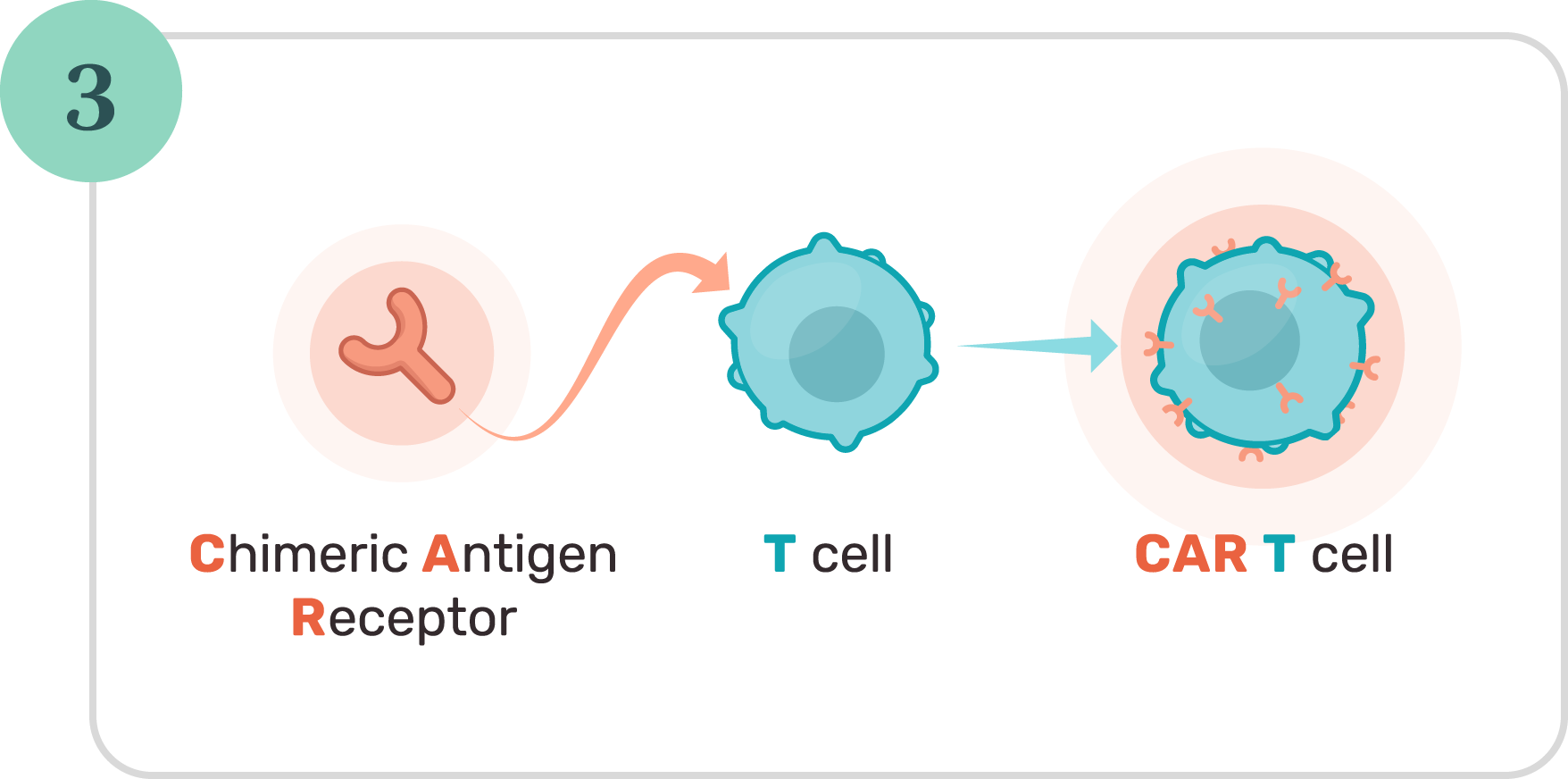 Illustration showing how Chimeric Antigen Receptor and T cell become CAR T cell.